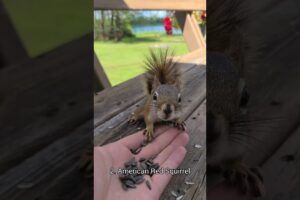 4 Types Of Squirrels You Can Befriend
