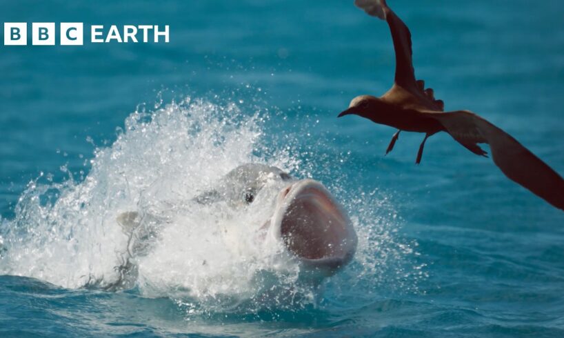 50 of the Greatest Fights in the Animal Kingdom | BBC Earth
