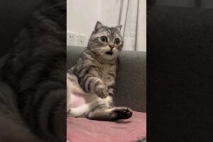 #72 Funniest Cats And Dogs videos 🐶🐱 #funny #animals #cuteanimals