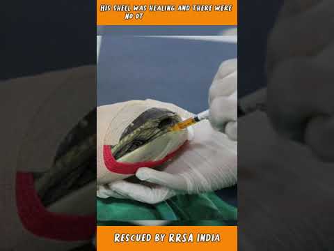 An Adorable Turtle with Crushed Shell #shorts #rescued