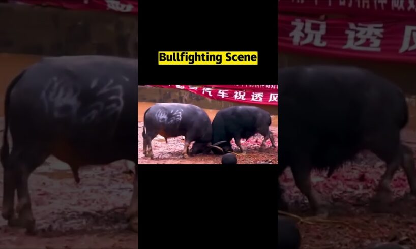 Bullfighting Scene│Wonderful matchup, really wonderful!#animal
