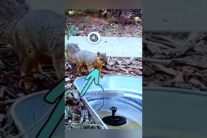 Caring of animals #shorts