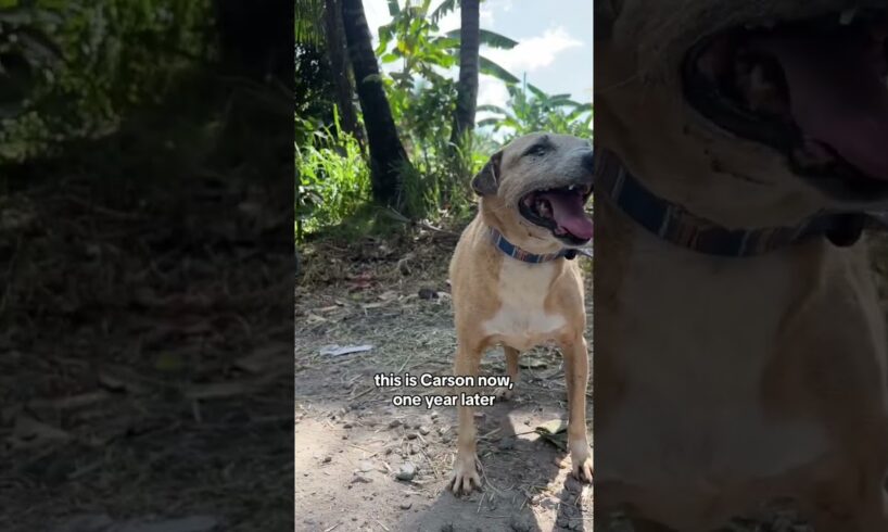 Carson #dogtransformation #rescuedandloved #straydog