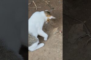 Cats are playing with naughty cats #cat #catcatfunnyfightcompilation #animals #funny
