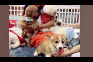 Cute Dog Collection, The World’s Cutest Puppies #dog #puppies #puppy #video #cute #cutest