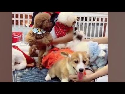 Cute Dog Collection, The World’s Cutest Puppies #dog #puppies #puppy #video #cute #cutest