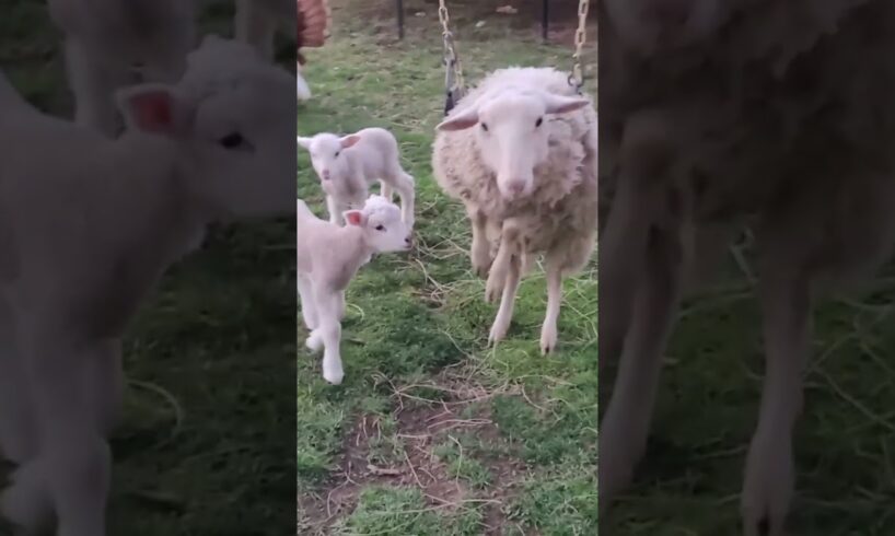 Cute Playful PETS!!! #pawrealm #funny #animals #games #play #swing #shorts #sports #stunt