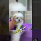 Cutest Puppy That Blocked my Path #shorts  #funny #dogapparel #pets
