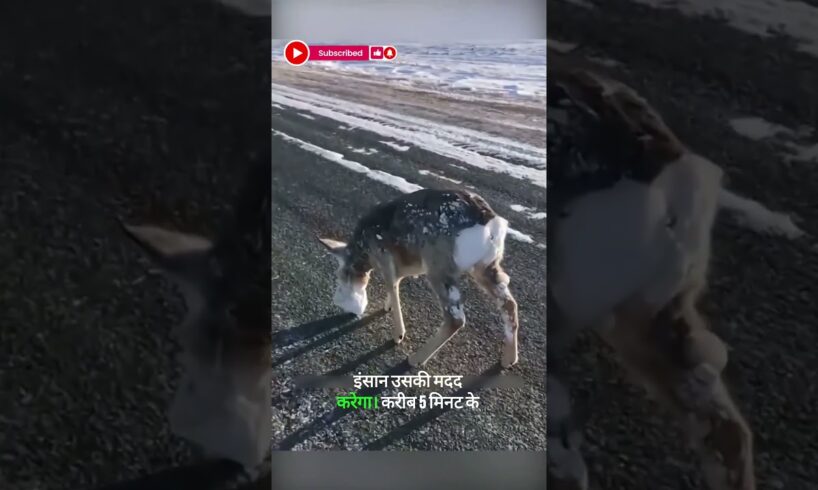 Deer's Face Frozen in Ice, Watch Amazing Rescue #shorts #viralvideo