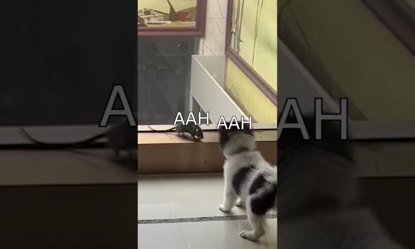 Die Dawgs erschrecken sich #lustig #witzig #funny #tiere #animals #meme #lachen #happy #2homiedawgs