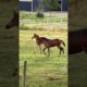 Do you think they’re fighting for real at the end? #foal #foals #playing #equestrian #horse #baby