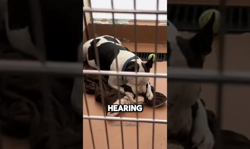 Dog Needs A Family 😭 (@juliesaraceno2)