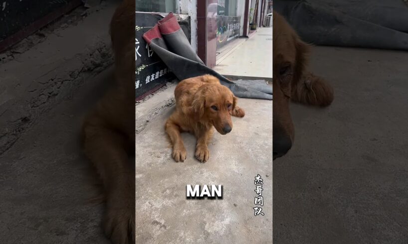 Dog Shivers In Street After Being Abandoned Due to injury ЁЯШвтЭдя╕П #animalshorts #Dog #dogs