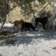 Dogs getting Bullied by other dogs! - Takis Shelter
