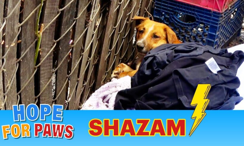 Homeless dog got hit by a car and couldn't move for three days!!! 😰