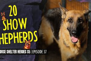 Horse Shelter Heroes S5 E37 - 20 Show Shepherds!