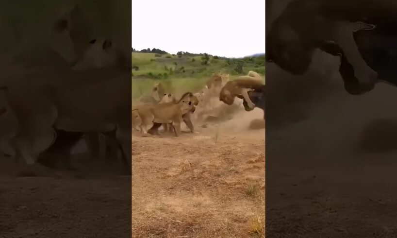 Leopard chasing wildebeest, close-up of wild animals, animal fighting power competition #shorts