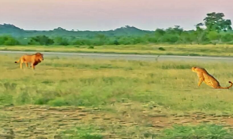 Lion Tries Running Faster than Cheetah