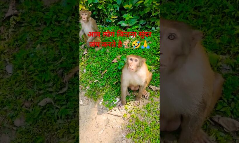 Monkey ka jumping power..🐒🤣🙏#funny #monkey #comedy #animals