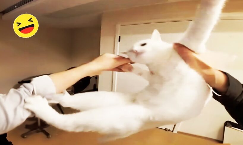 New Funny Animals ๐ง - CATS And DOGS Funny video ๐บ๐ถ 2024