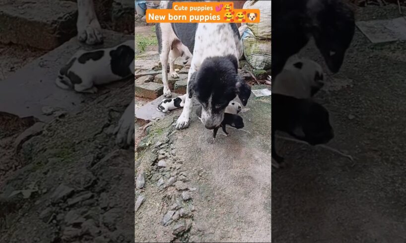 New born cute cute puppies 🥰🐶🥺#street #dog #puppies #puppylovers #sweetpuppies #cute #shorts #viral