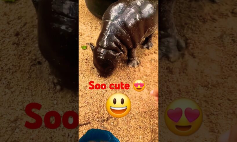 😃Playing ▶️ a soo cute baby hippo 🦛 #hippo #animals #zoo #shorts #babyanimals #ytshorts #cute
