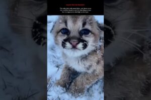 Reality Of Animals Rescue Videos 😿 By Wild Adventures