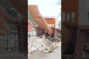 Rescue a cat#rescueanimals #animals #cat