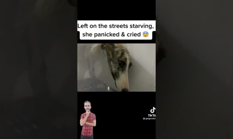 Rescued A Skinny Dog About To Die Situation #adopteddog #puppy #rescuedog #rescuedandloved