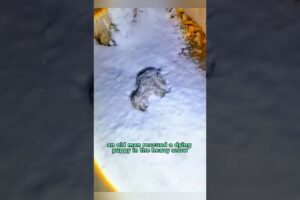 Saving a little life #shortvideo #animals #wolf #rescue #shorts