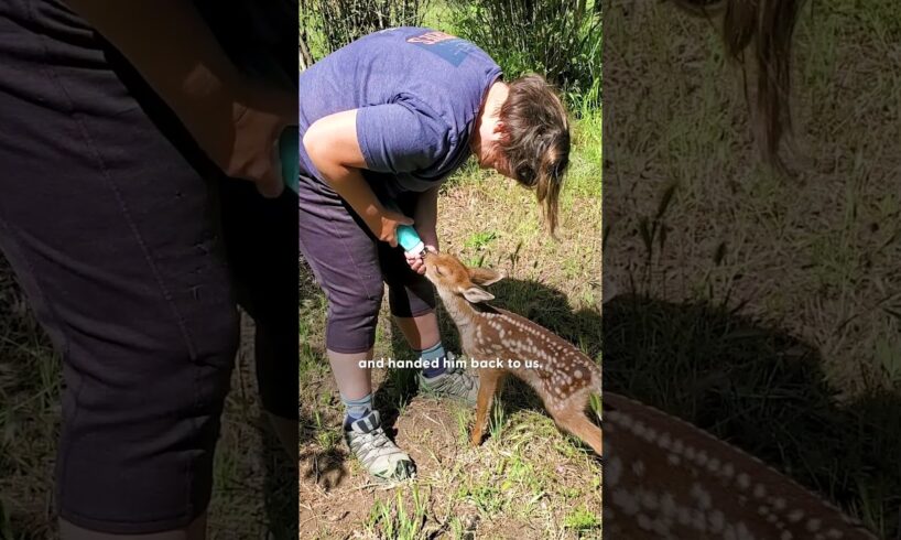 She Found An Orphaned Fawn In Front Of Her House | The Dodo
