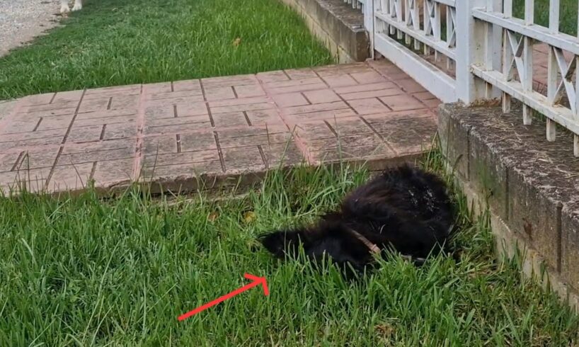 Small dog was found helpless, unconscious, badly injured.