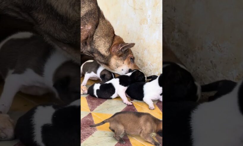 So cute puppies 🐶 #puppies #cutie #doglover