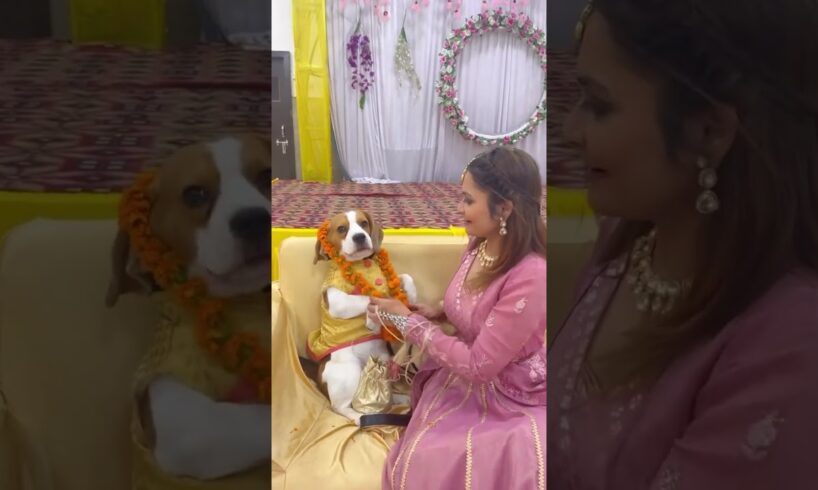 The cutest Barati #dog #beagle #dogshorts #dogoutfits #dogproducts #funnydogvideos #cutedog