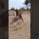 Two #donkey #animals #shortsfeed #ytshorts