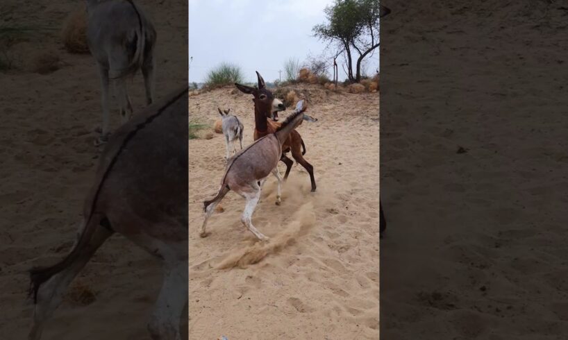 Two #donkey #animals #shortsfeed #ytshorts