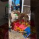 Update on yesterday rescue 🥺💔 | Rescue Dog | Rescue Animal #shorts #animalrescue #dogrescue