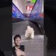 World's😮 Cutest Puppies🥰 Compilation#video#cute puppy