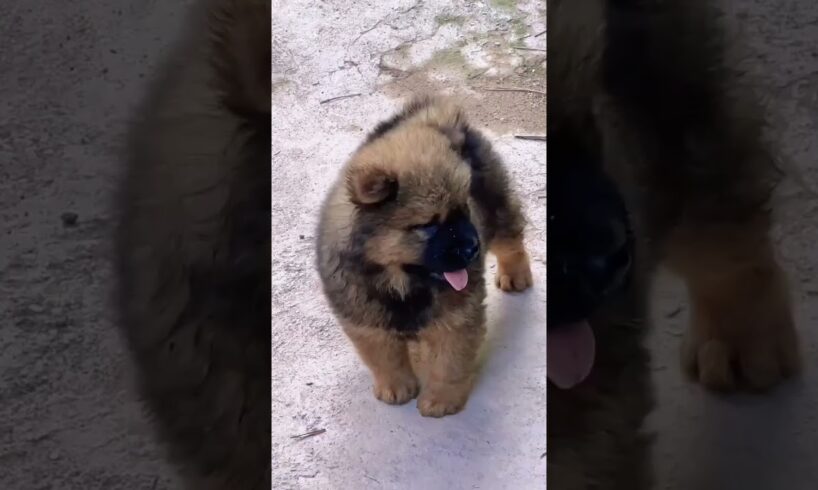 cute puppies  .A beautiful moment #1659 - #shorts