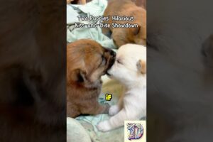 cute puppies #foryou