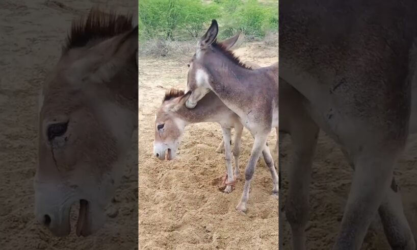 #donkeys check #animals #trending #youtube #pets #reels