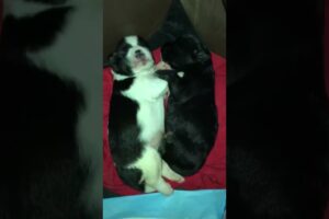 #puppy cute puppies…