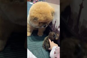 ute Dog Collection, The World’s Cutest Puppies #dog #puppies #puppy #video #cute #cutest