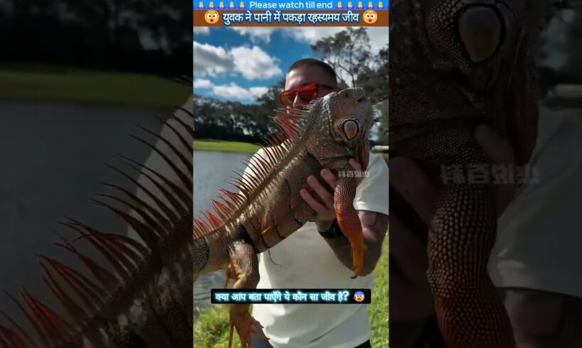 युवक ने पानी में पकड़ा रहस्यमय जीव 😰 #animal #animalrescue #rescue #animallover