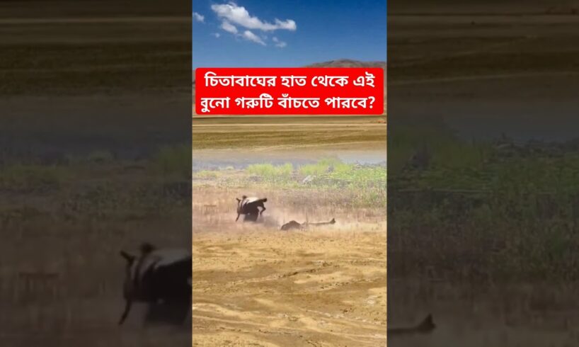 চিতাবাঘের হাত থেকে এই বুনো গরুটি বাঁচতে পারবে? #animals #shorts #cheetah