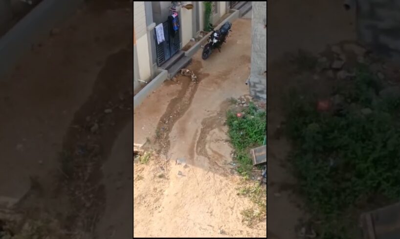 సృష్టి కర్మ #cute puppies