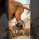 වැස්සට තෙමෙන චූටි පැටව් ❤️🙏🥹Home for Cute puppies! #dog #love #puppy