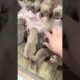 Cute Puppies Drinking Breast Milk #cutepuppy #puppy #doglovers