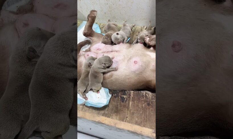 Cute Puppies Drinking Breast Milk #cutepuppy #puppy #doglovers