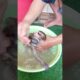 A bath babies coco & bebe because played on dirty #shorts,#animals,#family